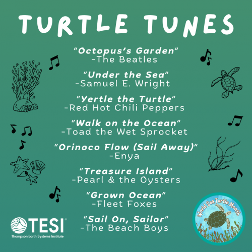 Turtle Tunes Playlist