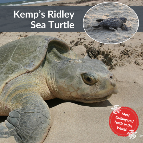 Kemp's ridley sea turtle. Most endangered turtle in the world.