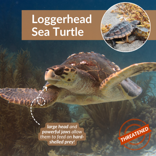 Loggerhead sea turtle. Large head and powerful jaws allow them to feed on hard-shelled prey. 