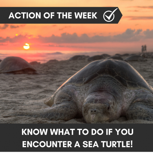 Know what to do if you encounter a sea turtle