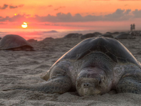 Photo of a sea turtle on the beach