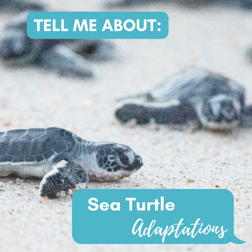 Tell Me About Sea Turtle Adaptations