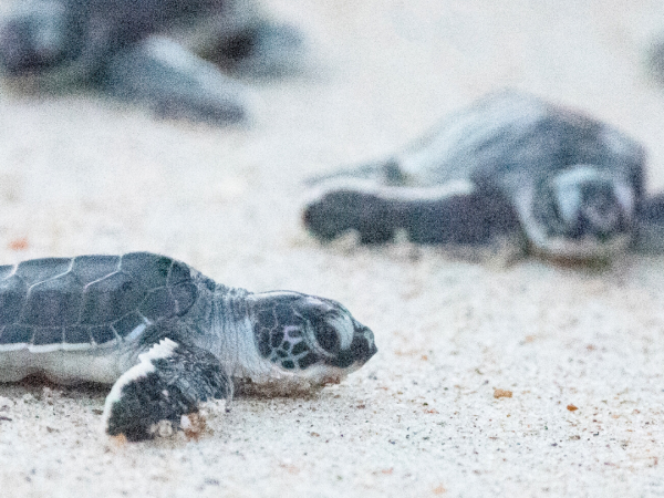 Close up of recently hatched sea turtles on the sand.