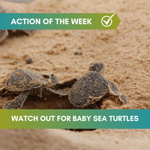 action of the week: watch out for baby sea turtles