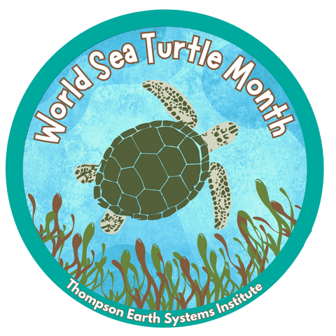 World sea turtle month logo of an aerial view of a sea turtle among the seagrass.