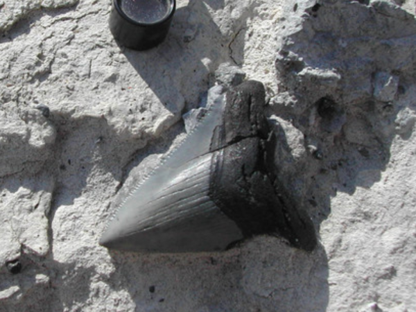 Giant, gray shark tooth embedded in rock.