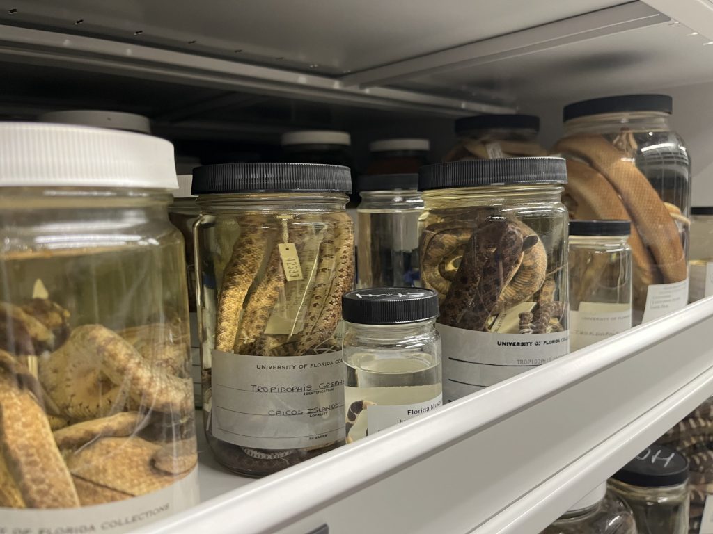 Close-up of fish in collections jars full of ethanol on a shelf.