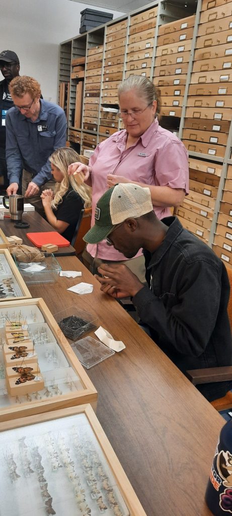 Joel sitting down at a desk and looking down at a butterfly specimen.