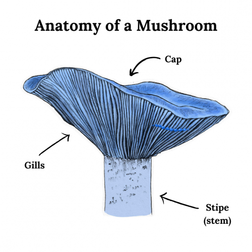 Anatomy of a Mushroom (illustration by Isabel Yianilos)