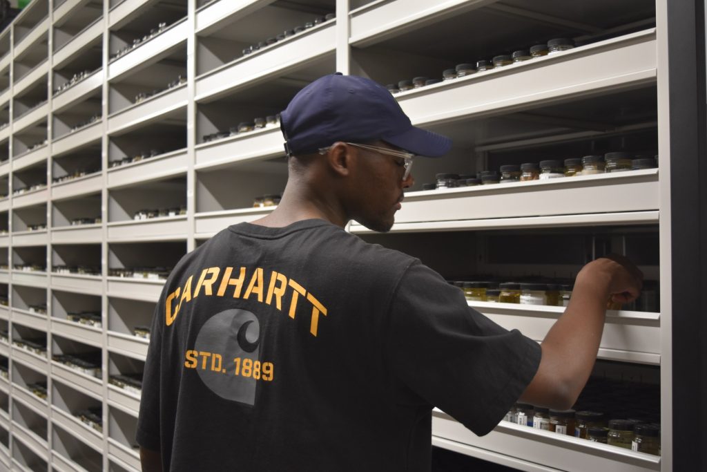 Joel is looking through jars of fish inside jars on a shelf.