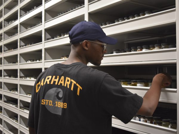 Joel is looking through jars of fish inside jars on a shelf.