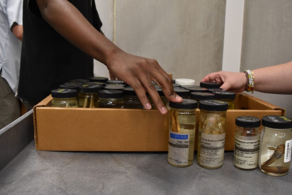 Close up of Laura and Joel's hands as they sort through fish in jars.