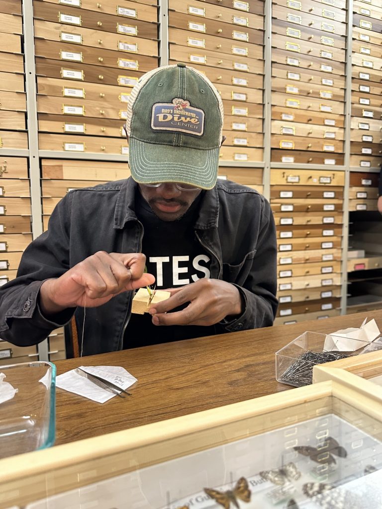 Shot of Joel sitting at a desk from the chest up attempting to pin a butterfly specimen.