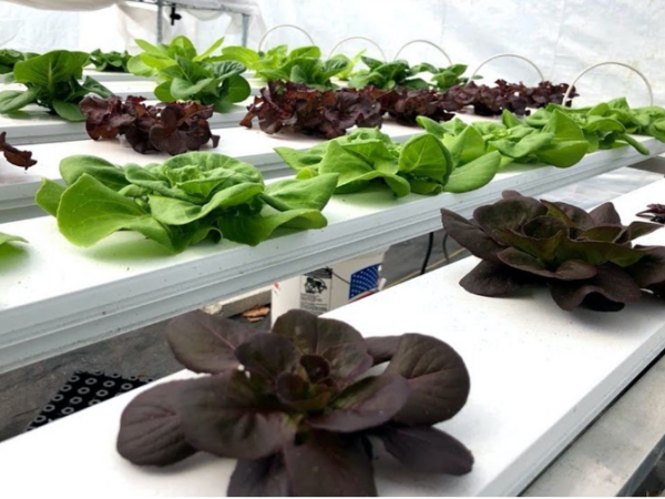 hydroponic lettuce photo credit: jonael bosques uf/ifas