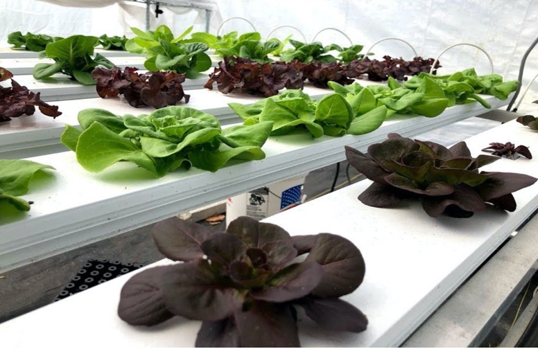 hydroponic lettuce photo credit: jonael bosques uf/ifas