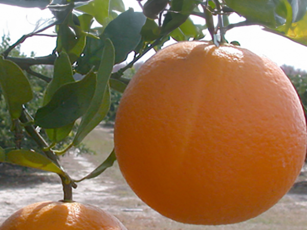 oranges in grove