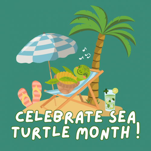 Cartoon drawing of a turtle sitting in a beach chair under an umbrella on the beach. The text reads Celebrate Sea Turtle Month!