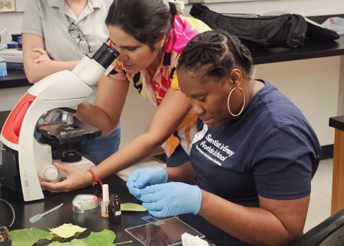 teacher and scientist working with plant materials in laboratory