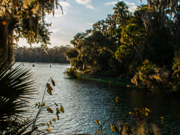 Blue Springs state park near Orlando, Florida.