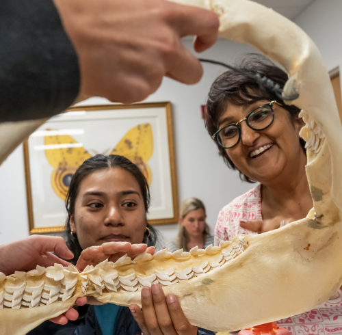 Teachers looking at shark jaw bone