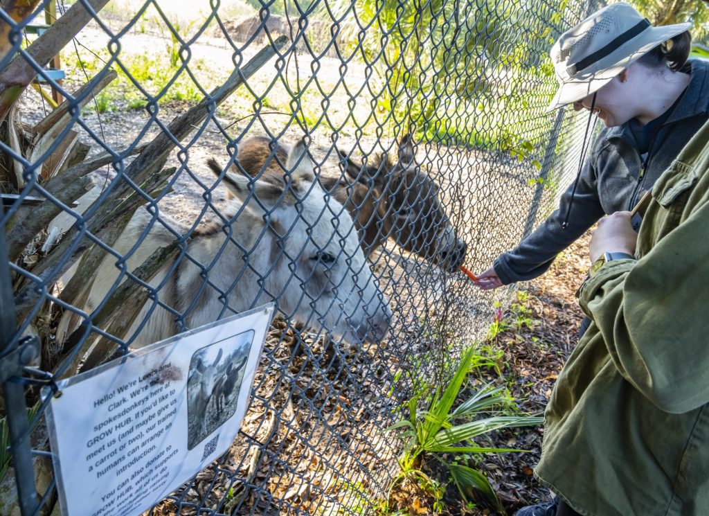 Lexi feeds a donkey.