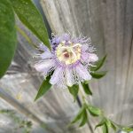 purple passionflower