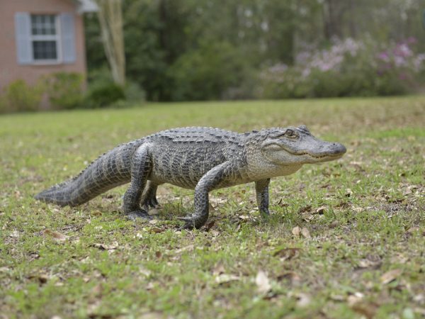 alligator in yard