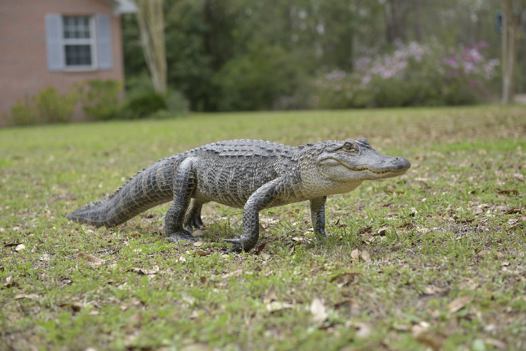 alligator in yard