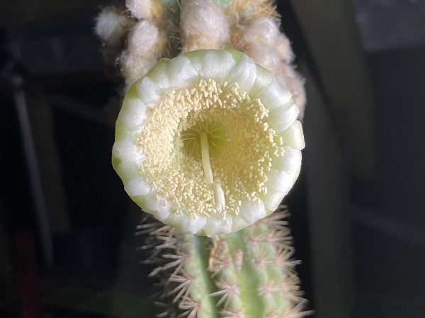 Old Man Cactus, Key Largo Cactus Pilosocereus millspaughii by Susan Kolterman