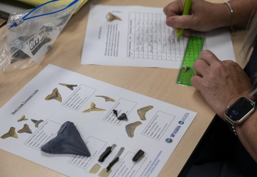 hands using a ruler to measure shark teeth