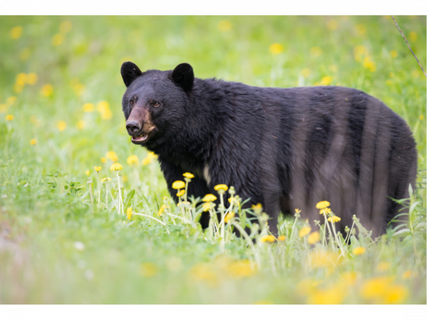 Black bear in a field of yellow flowers.