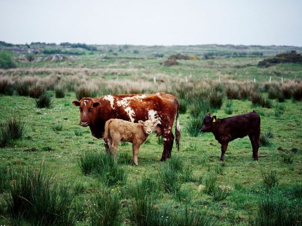 cows