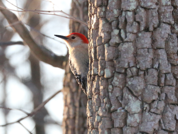 Red-Bellied Woodpecker peaking out from behind an oak tree.