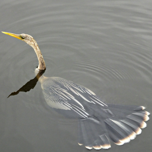 anhinga bird with yellow beak swimming in water. 