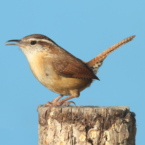 Brown and white bird, Carolina wren, perched on top of a trunk.