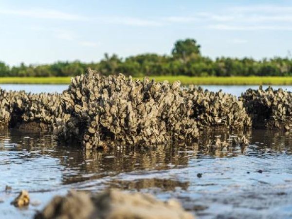 oysters