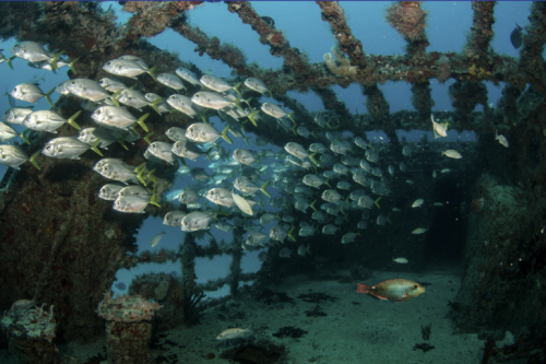 Fish swimming through a sunken ship