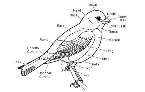 bird identification characteristics