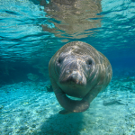 manatee