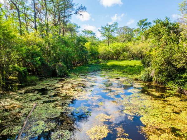 A swamp image with a blue sky behind of big cypress preserve.