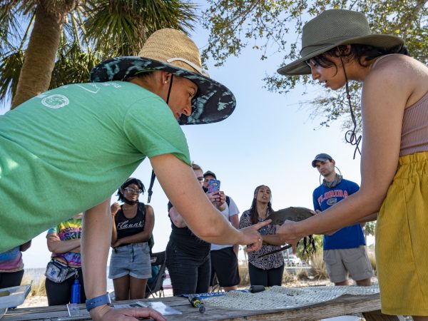 demonstration of how to measure horseshoe crabs