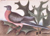 illustration of passenger pigeon