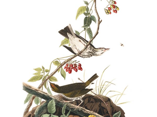 John James Audubon – Artist-Naturalists in Florida