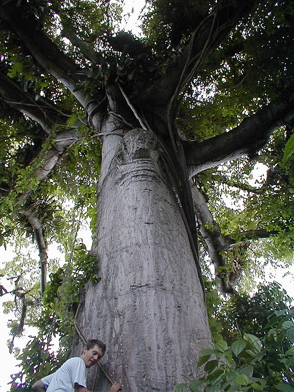 Ceiba pentandra (Kapok Tree)