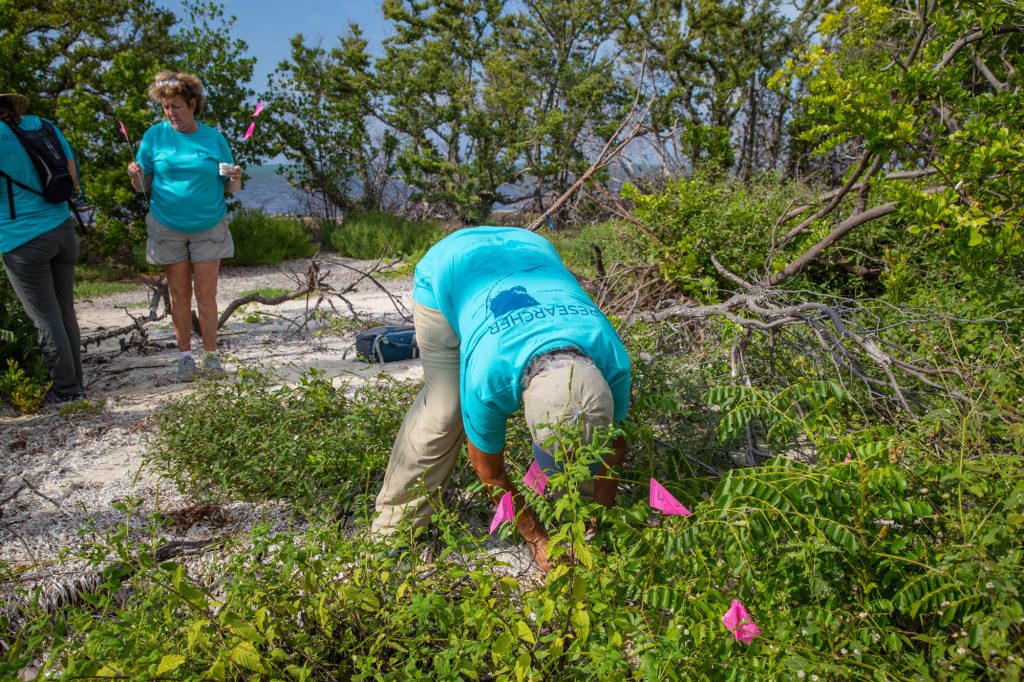 Volunteers releasing Miami blue pupae in the Florida Keys. Photo: Geena M. Hill