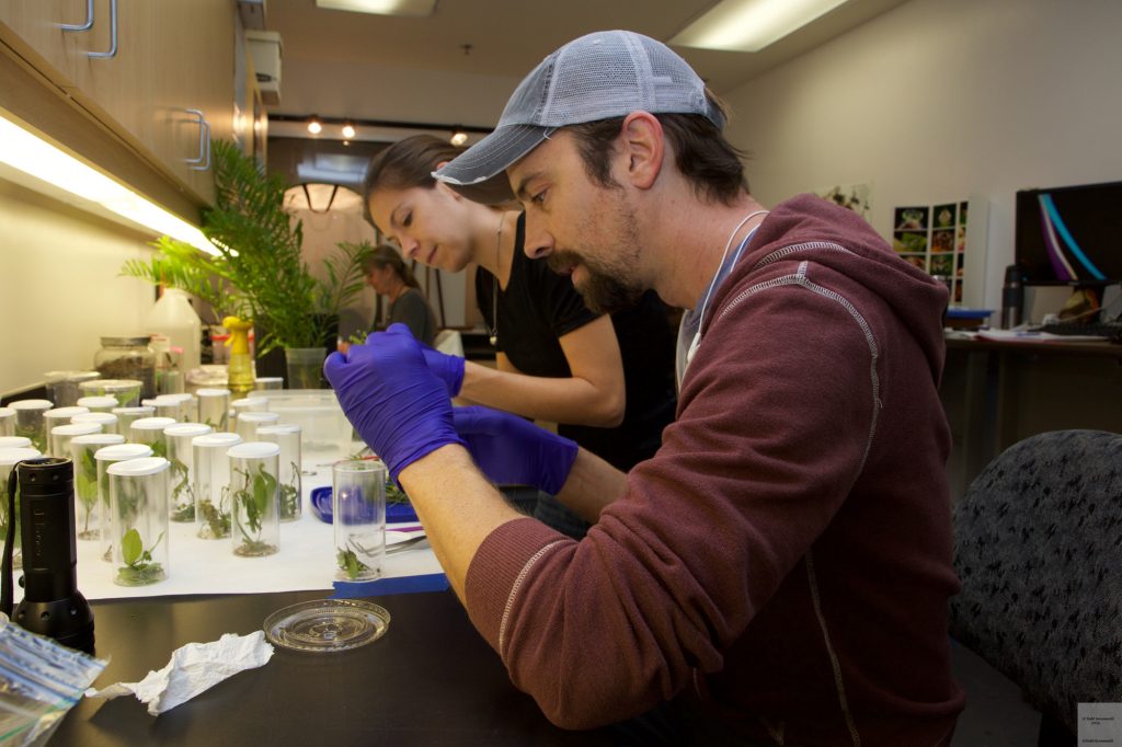 Matt Standridge and Kristin Rossetti care for endangered butterfly larvae in the lab. Photo: Tedd Greenwald