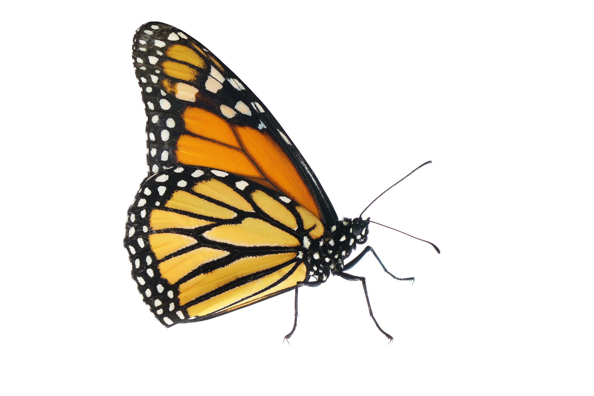 Monarch butterfly – Daniels Lab