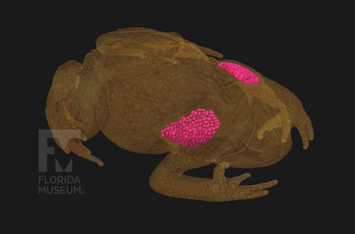 Cane Toad Parotoid Glands Digital Imaging Division 0558