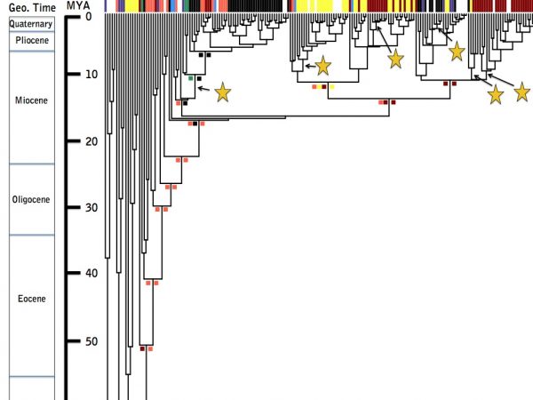 Systematics Evolution And Biogeography Of Campanulaceae Cellinese Lab